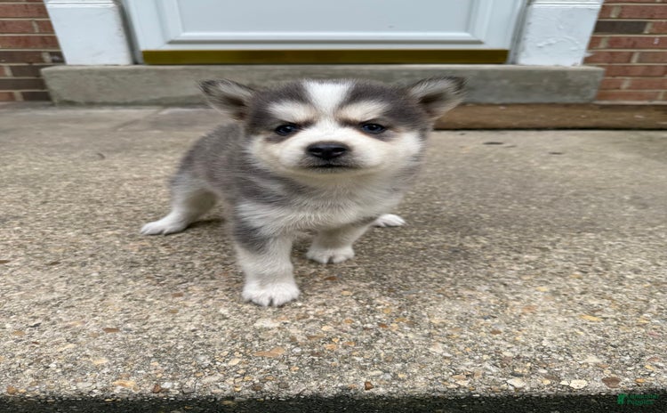 Pomsky dogs for sale - Ad 3