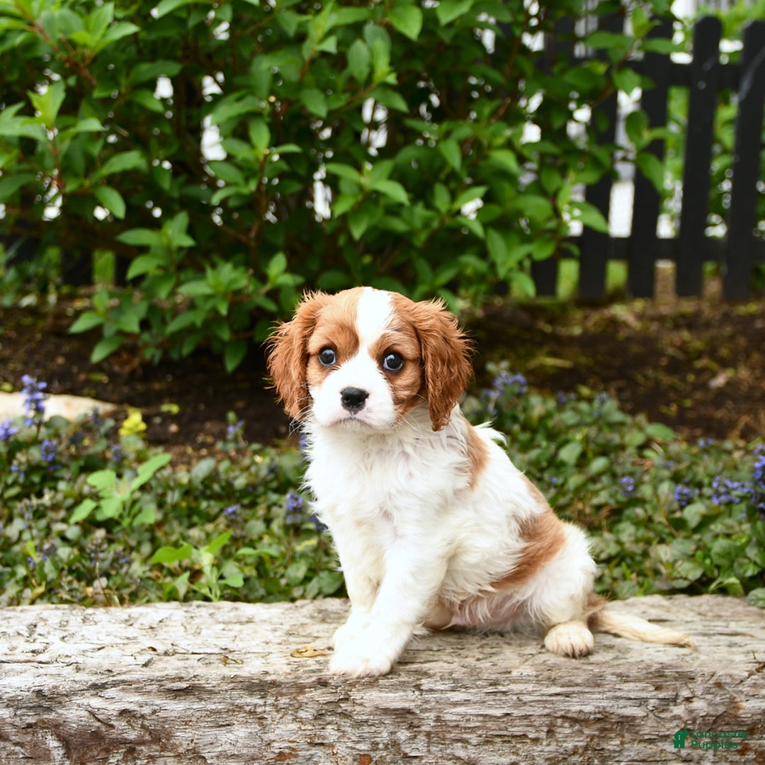 Cavalier King Charles Spaniel dogs for sale: Freddie - Image 5