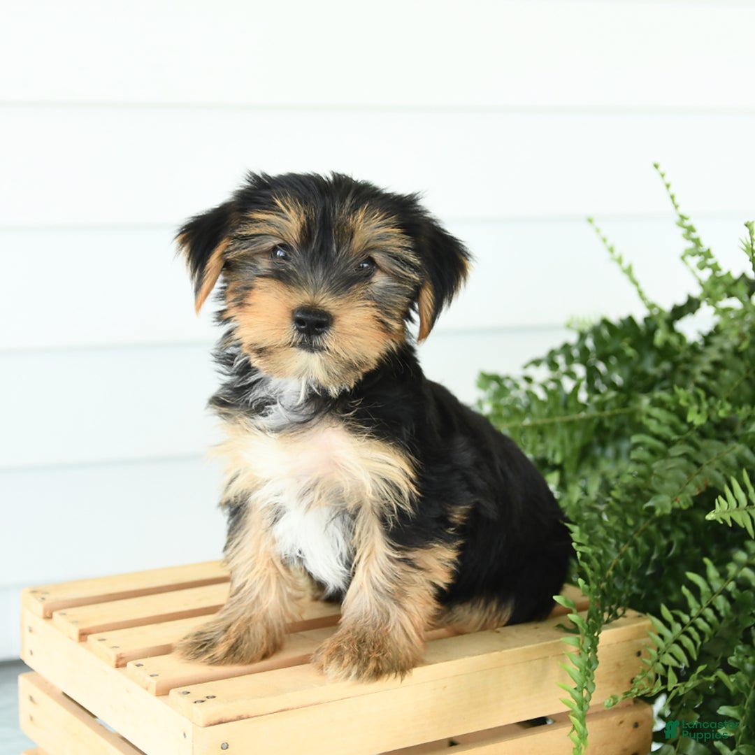 Yorkshire Terrier dogs for sale: Pepper - Image 5