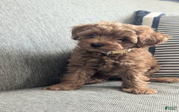 Cockapoo dogs for sale: Bailey - Image 8