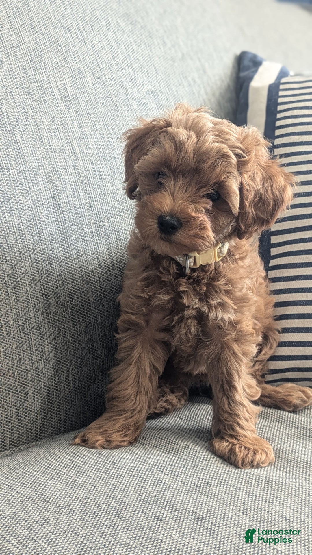 Cockapoo dogs for sale: Bailey - Image 8