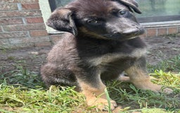 German Shepherd dogs for sale: Rowdy - Image 4