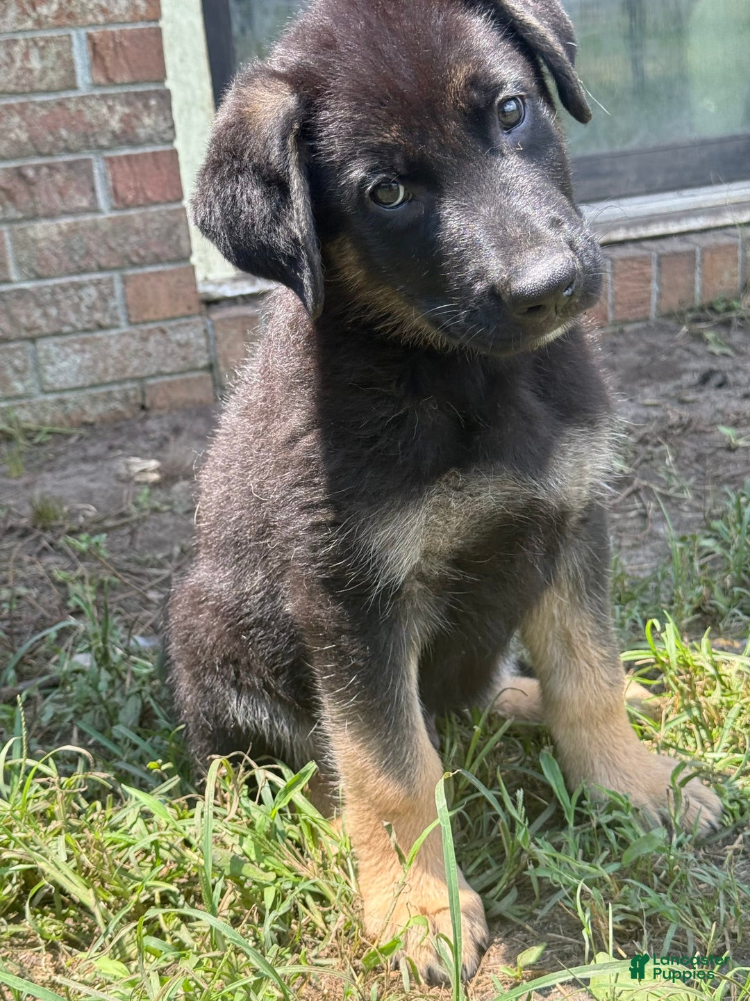 German Shepherd dogs for sale: Rowdy - Image 4