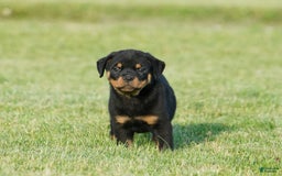 Rottweiler dogs for sale: Shadow - Image 7