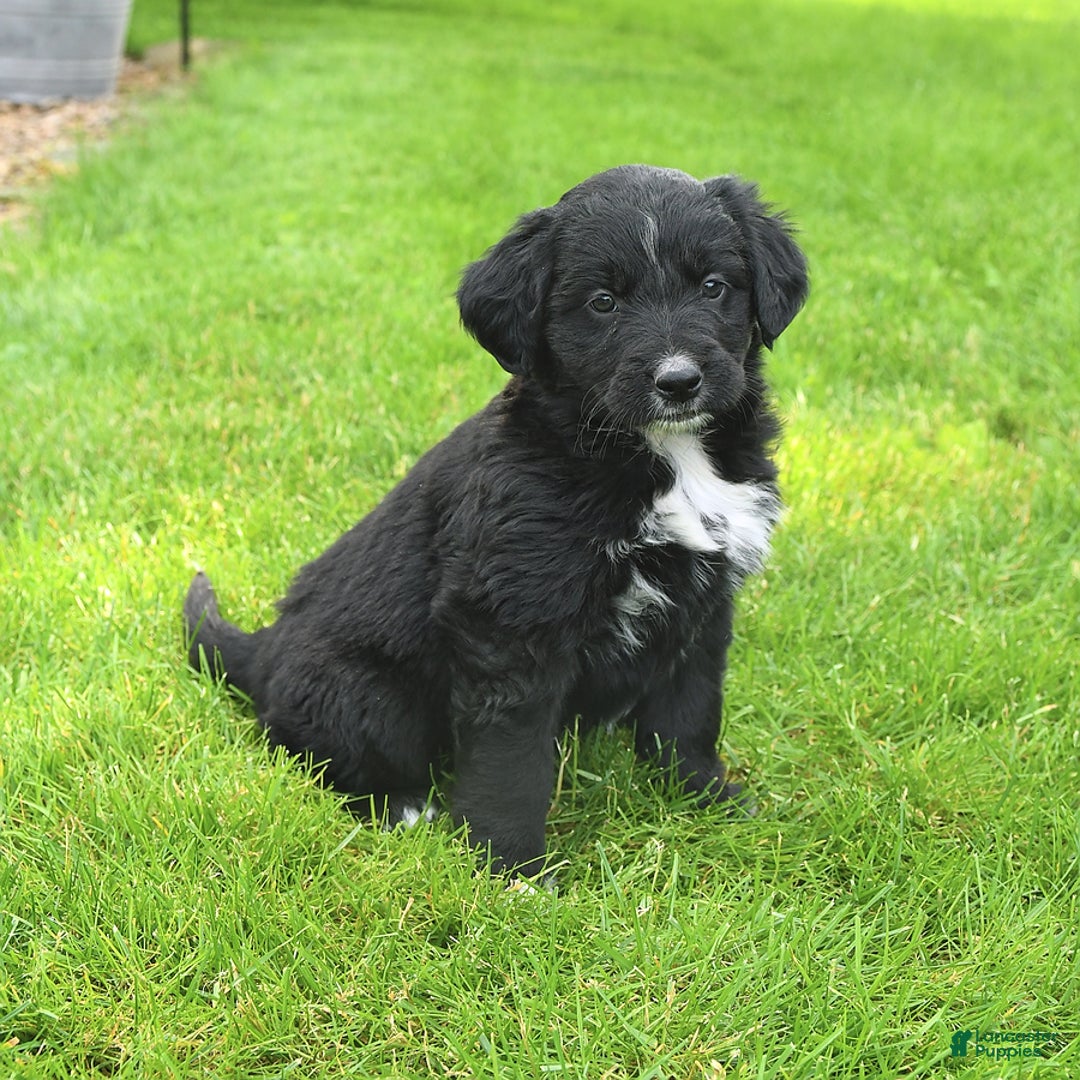 Australian Shepherd dogs for sale: Brandy - Image 4