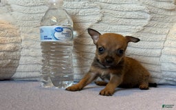Chihuahua dogs for sale: Captain - Image 5