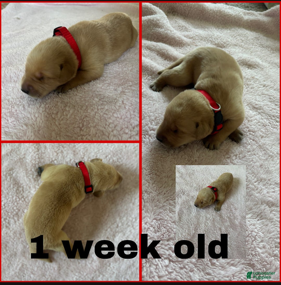 Labrador Retriever dogs for sale: Rapunzal - Image 9