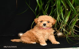 Teddy Bear dogs for sale: Rythmn - Image 5