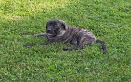 English Mastiff dogs for sale: Roxie - Image 6