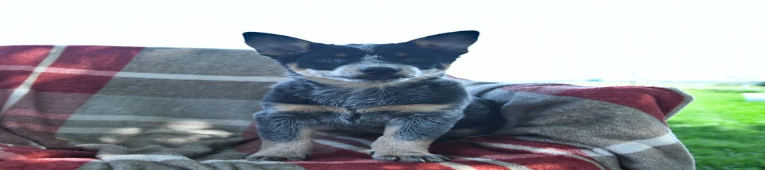 Pal