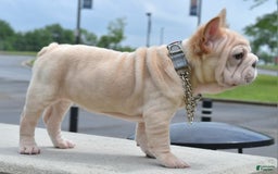 French Bulldog dogs for sale: Rayna Big Rope Velvet Fluffy - Image 15