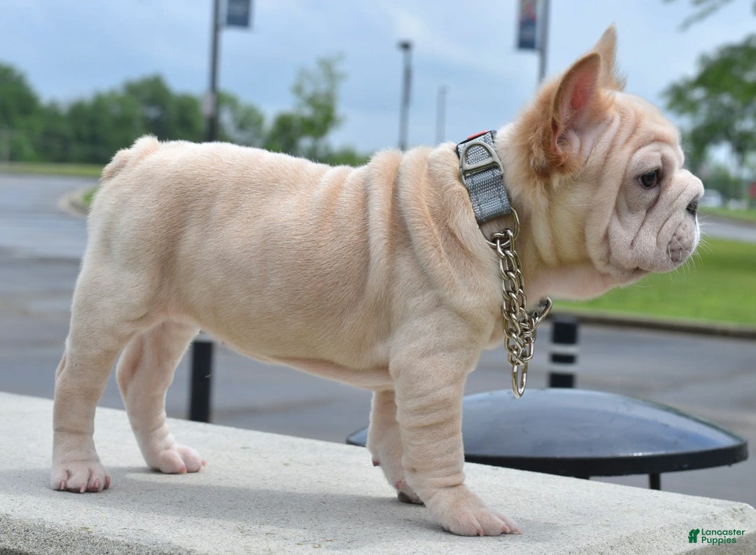 French Bulldog dogs for sale: Rayna Big Rope Velvet Fluffy - Image 15