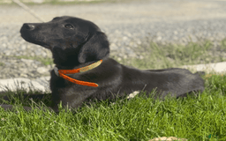 Labrador Retriever dogs for sale: Pablo - Image 2