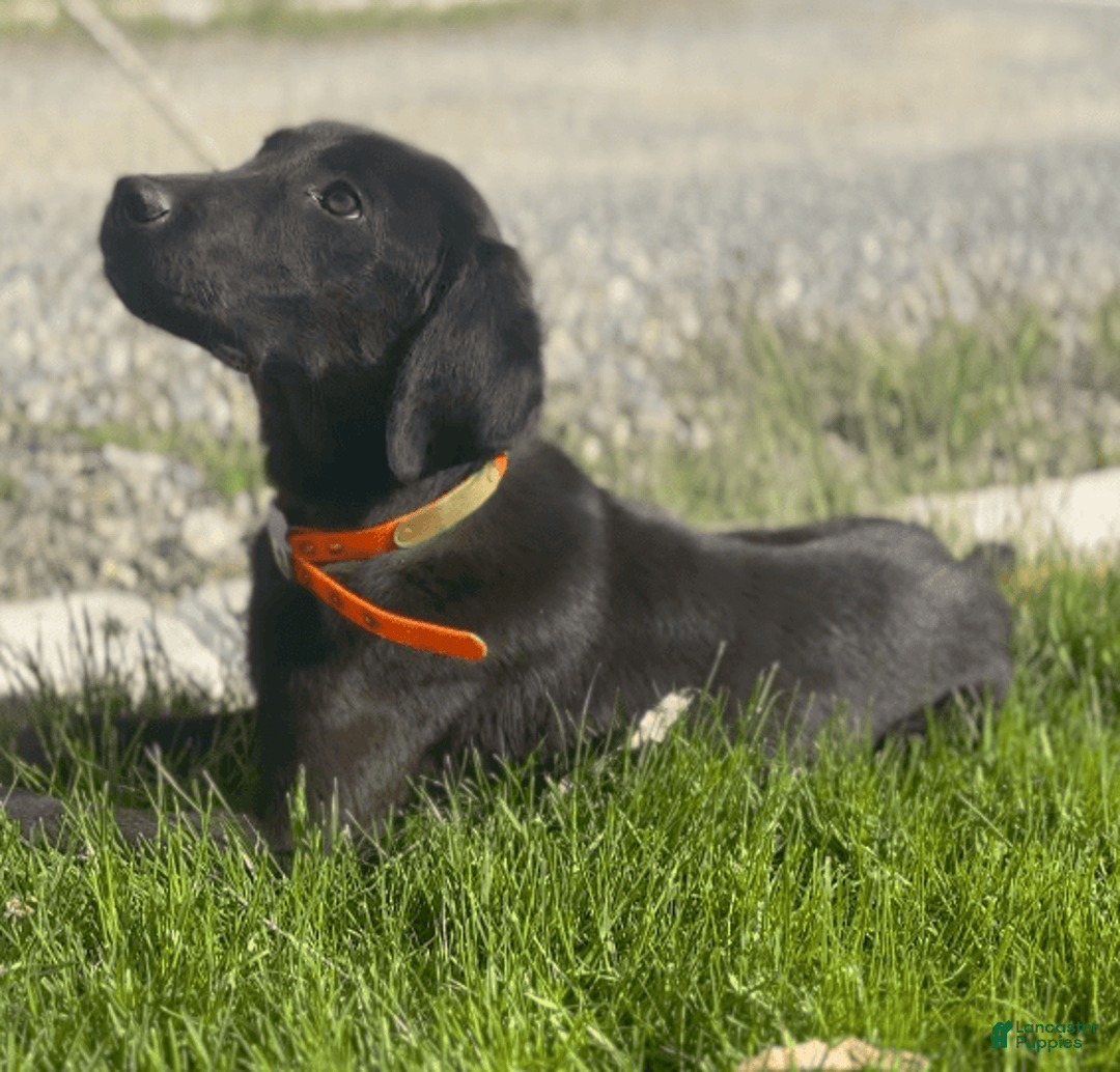 Labrador Retriever dogs for sale: Pablo - Image 2
