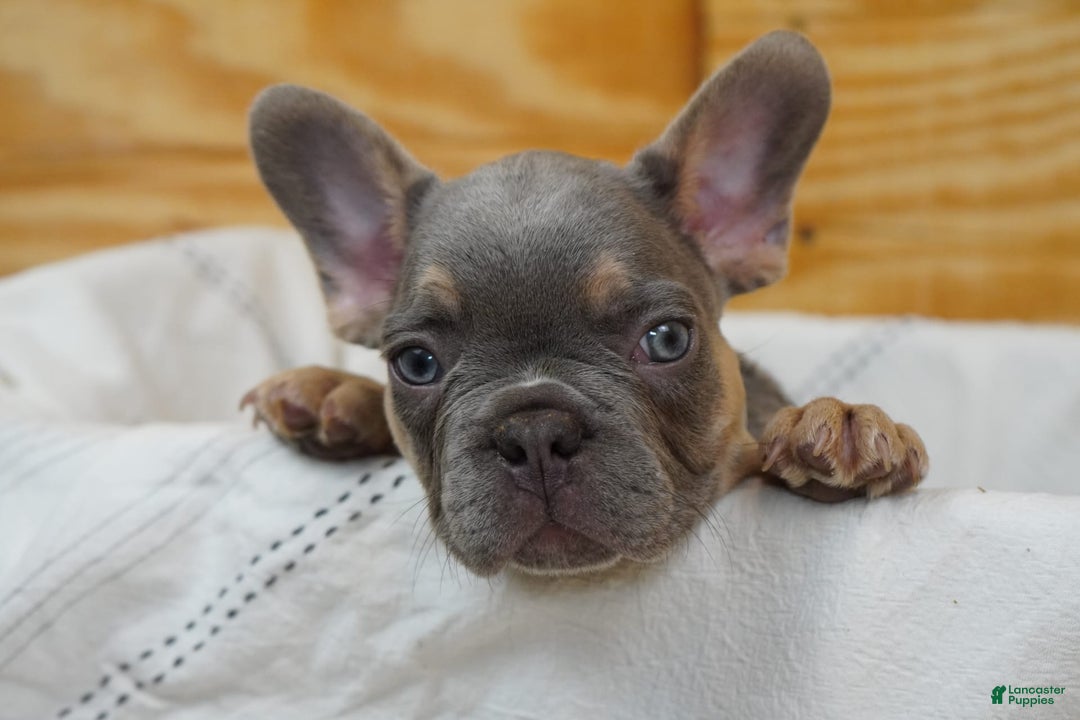 French Bulldog dogs for sale: River - Image 1