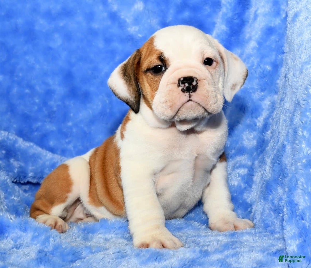 Beabull dogs for sale: Carson - Image 3