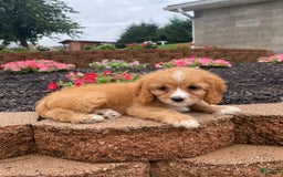 Cavapoo dogs for sale: Chester - Image 5