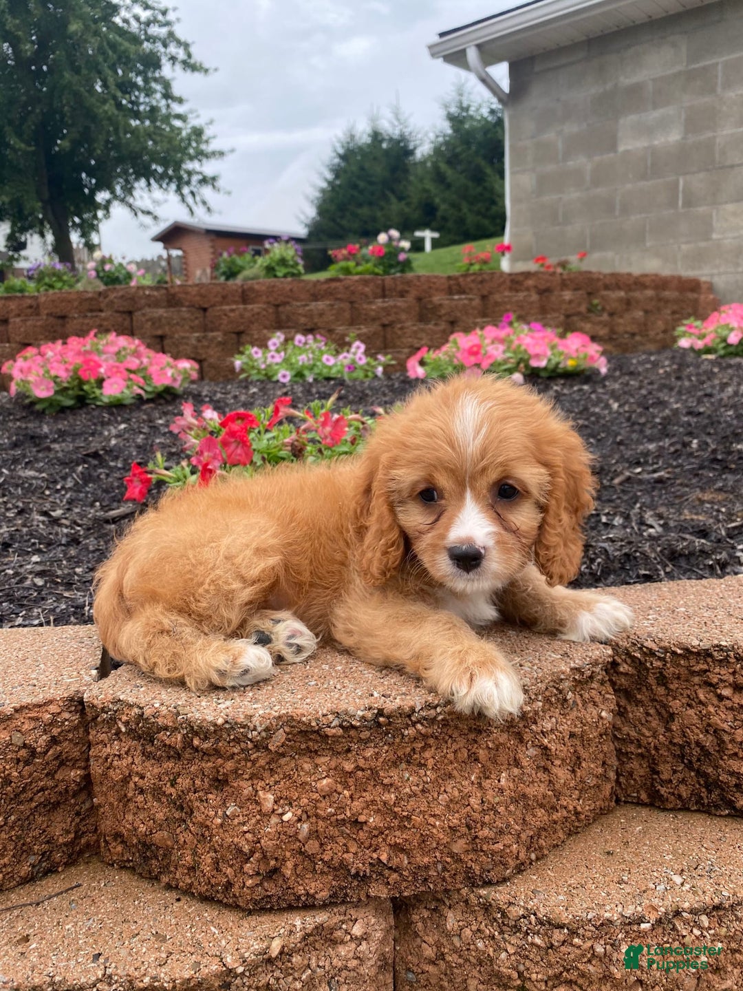 Cavapoo dogs for sale: Chester - Image 5