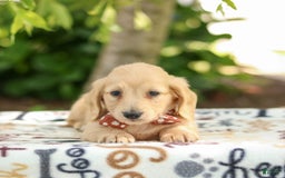 Miniature Dachshund dogs for sale: Tanner - Image 1