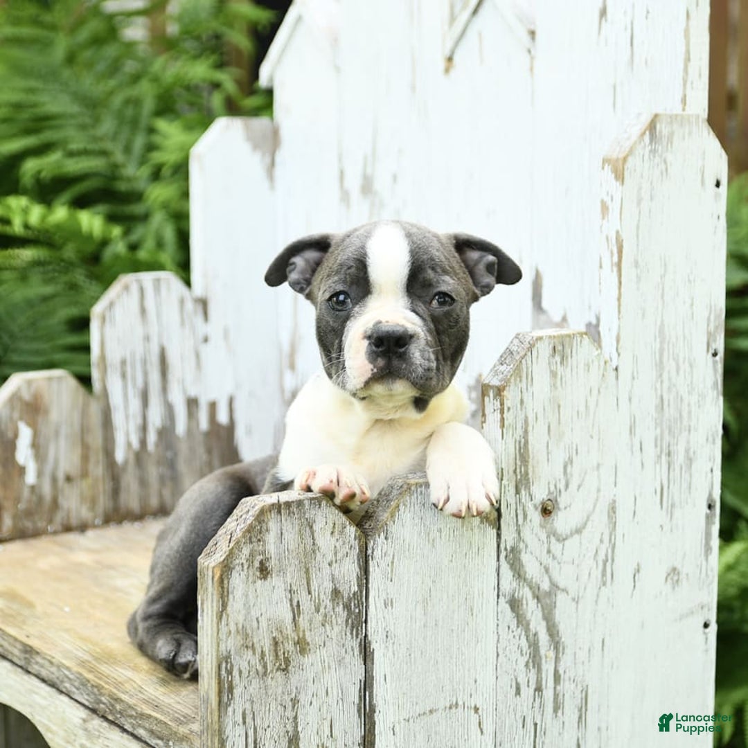 Boston Terrier dogs for sale: Kolby - Image 6