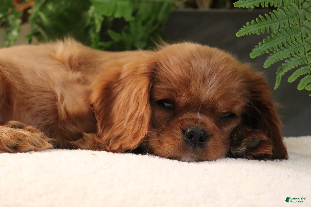 Cavalier King Charles Spaniel dogs for sale: Miles - Image 6