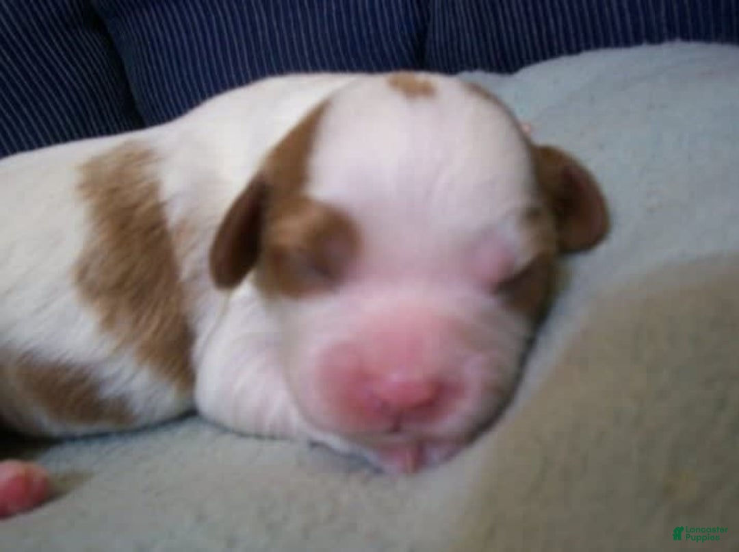 Cavapoo dogs for sale: Penny - Image 6