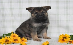 German Shepherd dogs for sale: Kipper - Image 4