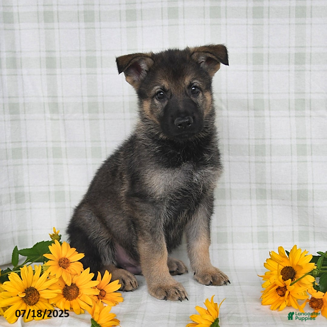 German Shepherd dogs for sale: Kipper - Image 4