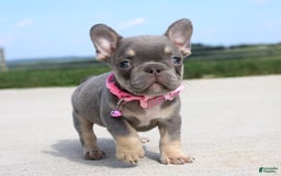 French Bulldog dogs for sale: French Bulldog 6 puppies - Image 2