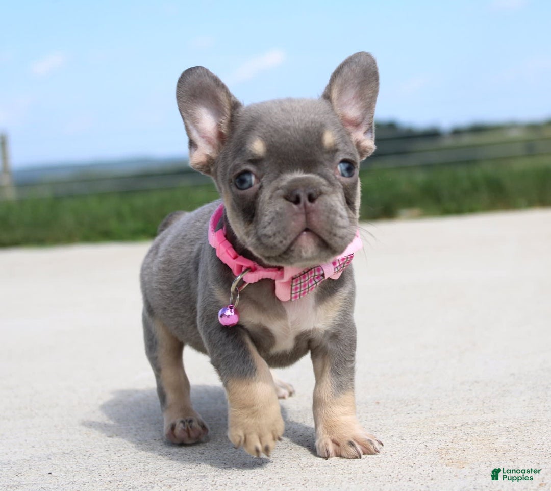 French Bulldog dogs for sale: French Bulldog 6 puppies - Image 2