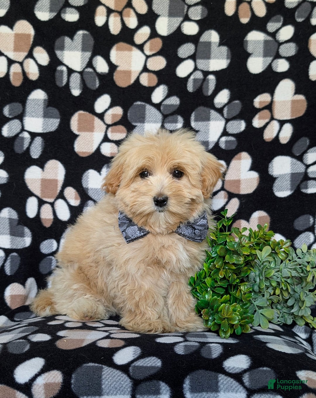 Maltipoo dogs for sale: Sully - Image 4