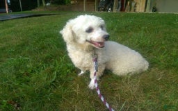 Teddy Bear dogs for sale: Wednesday - Image 10