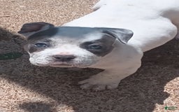 American Bully dogs for sale: Dobby - Image 4