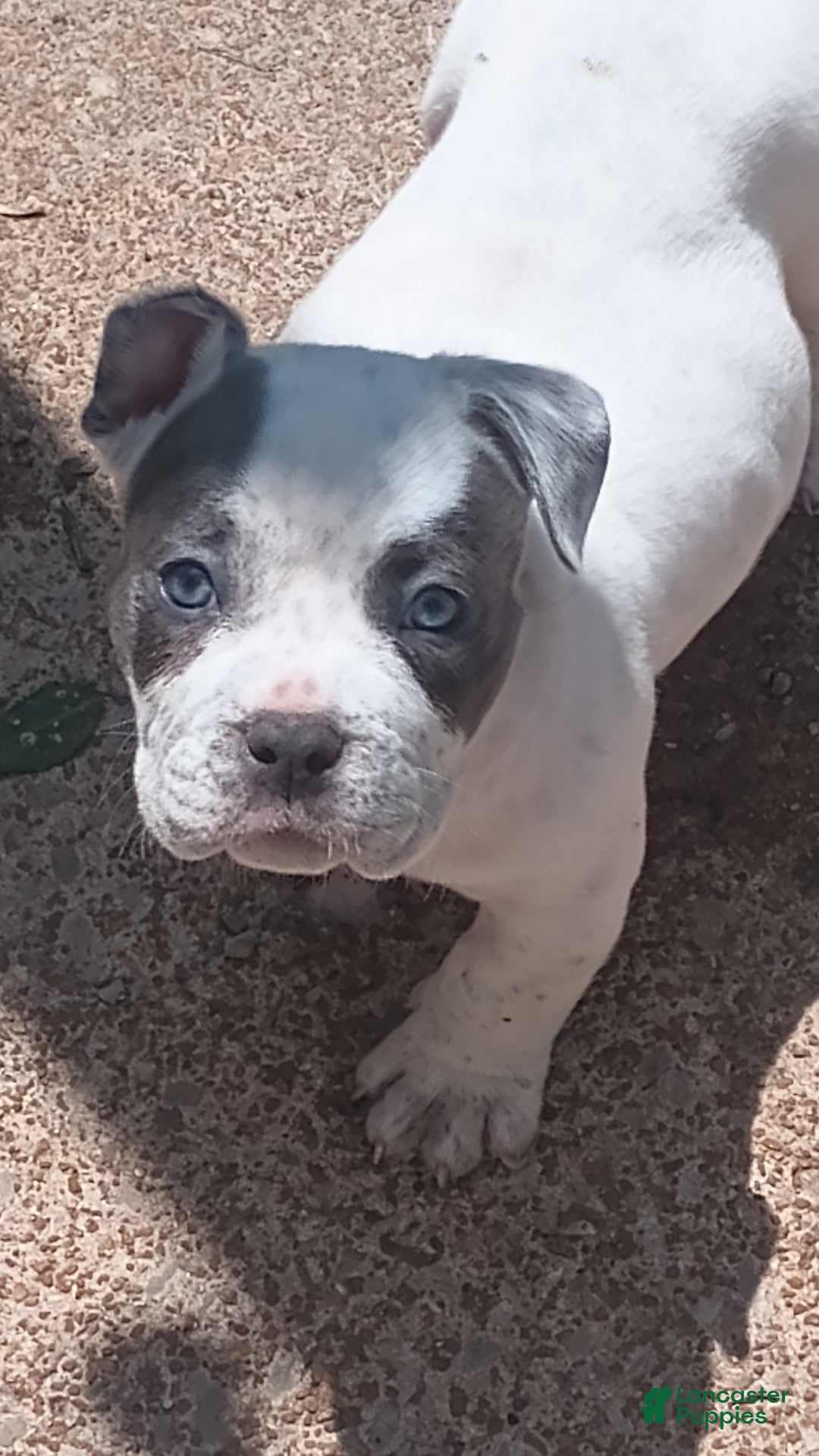 American Bully dogs for sale: Dobby - Image 4