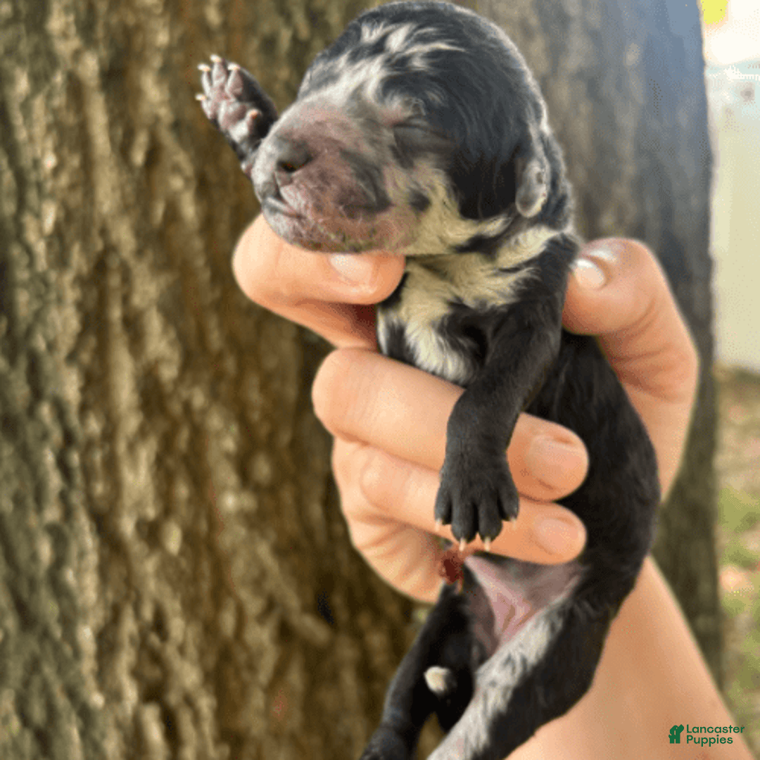 Aussiedoodle dogs for sale: Milly - Image 17
