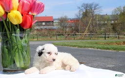 Mini Bernedoodle dogs for sale: Melanie - Image 4