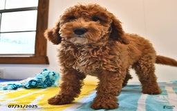 Mini Goldendoodle dogs for sale: Dakota - Image 5