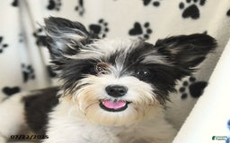 Morkie dogs for sale: Boots - Image 19