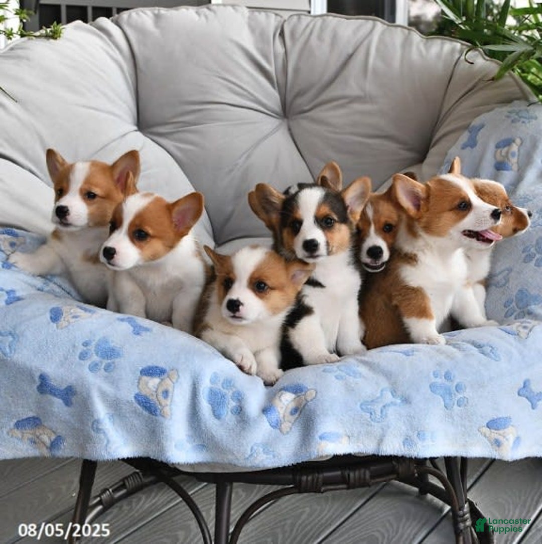 Welsh Corgi Pembroke dogs for sale: Welsh Corgi (Pembroke) 8 puppies - Image 3