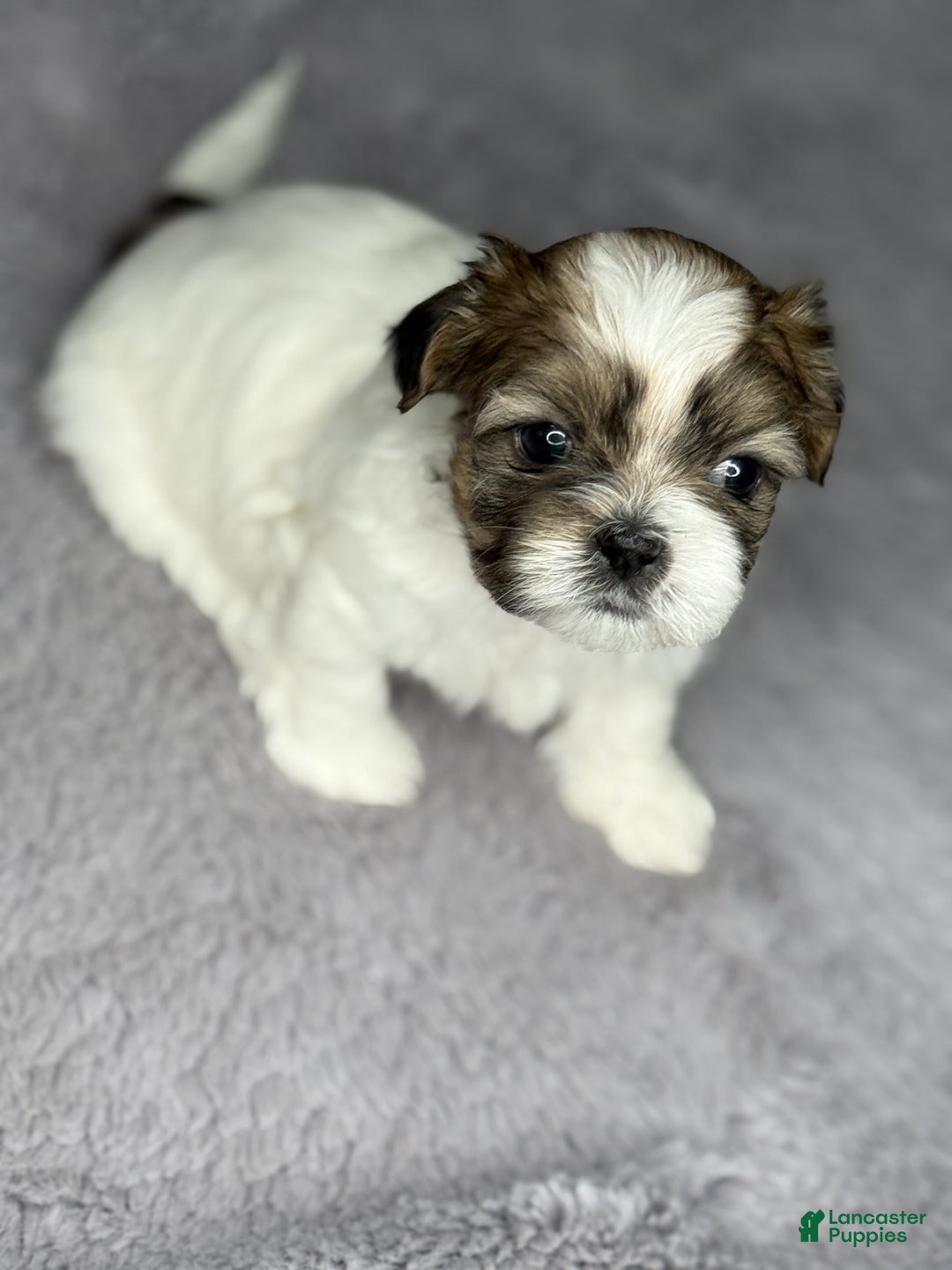 Shih Tzu dogs for sale: Bella - Image 6