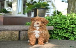 Toy Poodle dogs for sale: Evie - Image 6