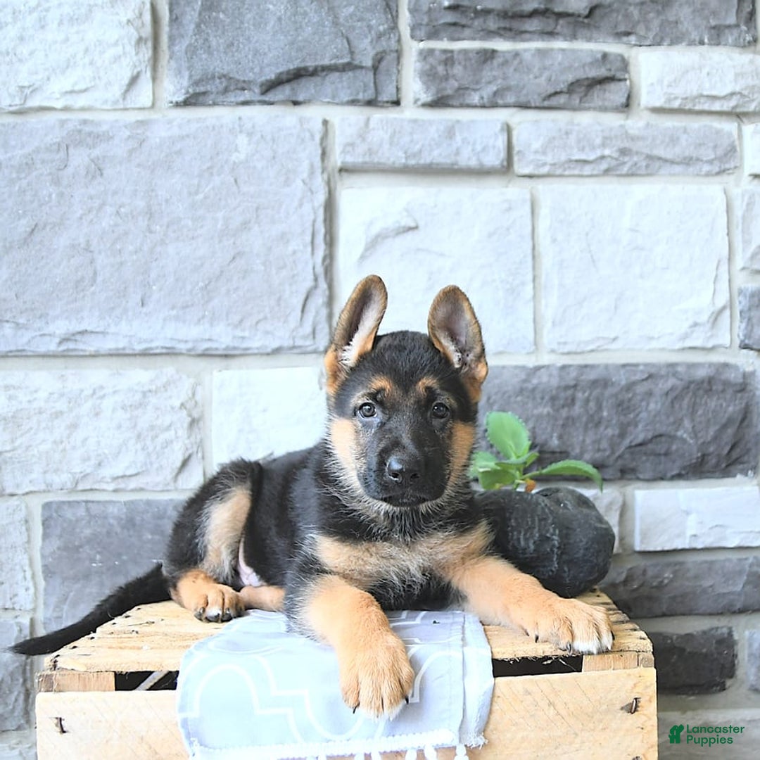German Shepherd dogs for sale: Jet - Image 6