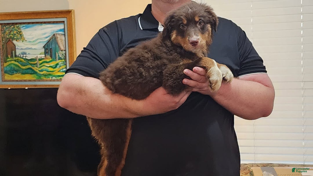 Australian Shepherd dogs for sale: Laura - Image 21