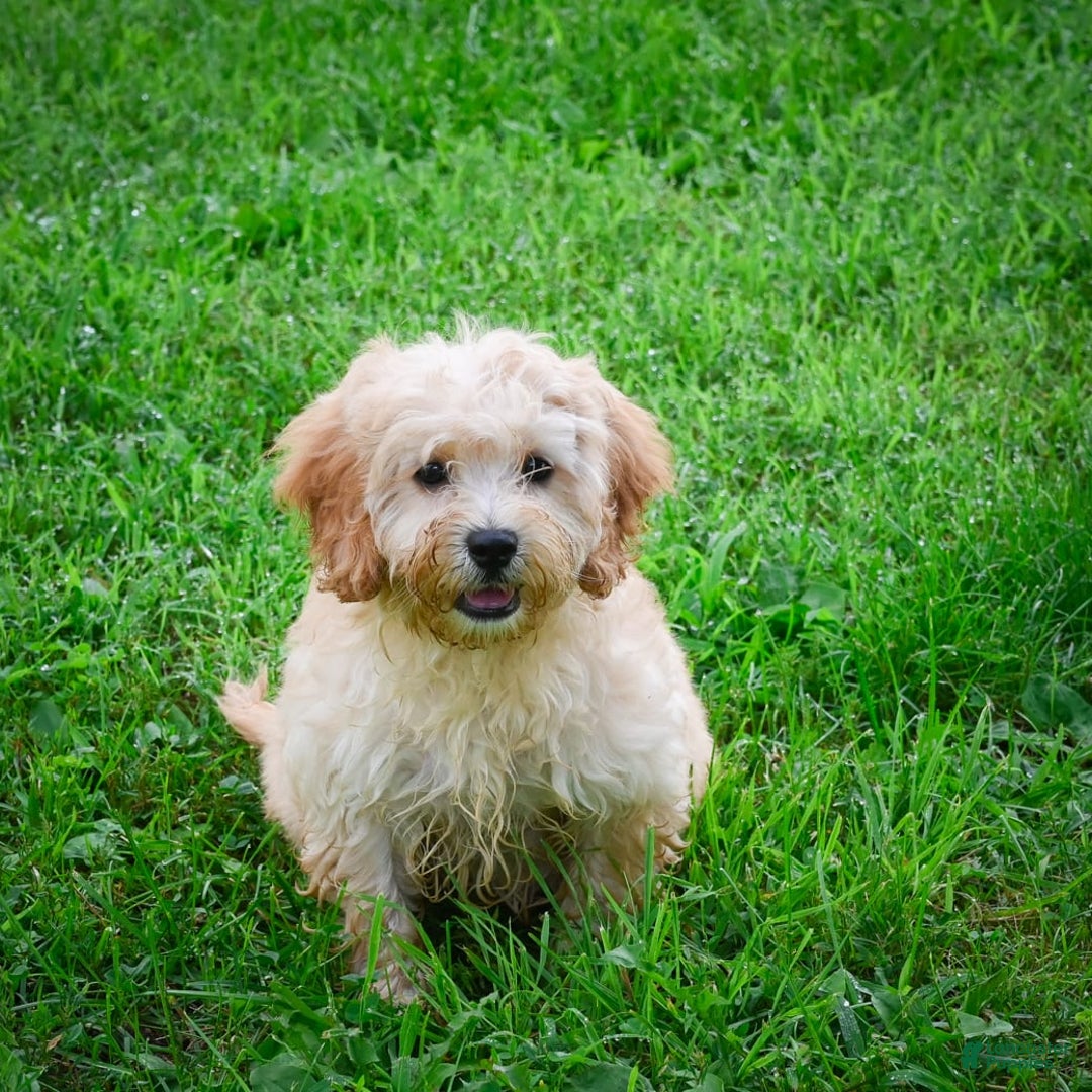 Cavapoo dogs for sale: Casey - Image 4