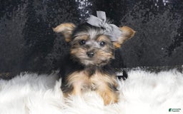 Morkie dogs for sale: Bebop - Image 3