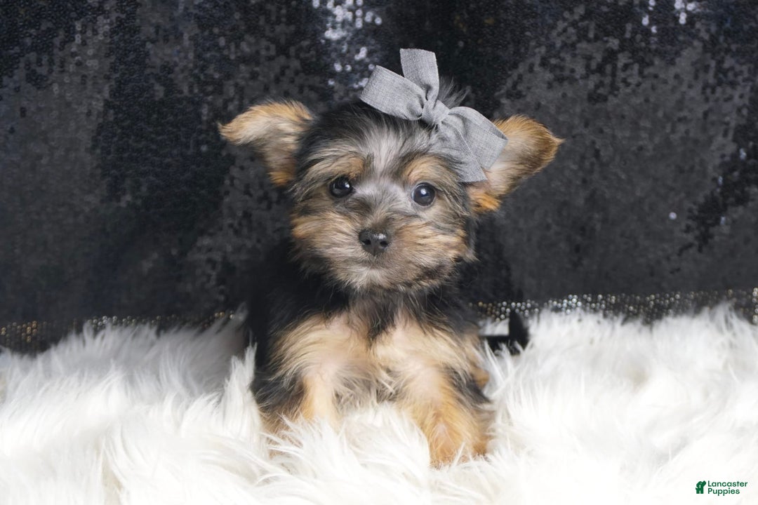 Morkie dogs for sale: Bebop - Image 3
