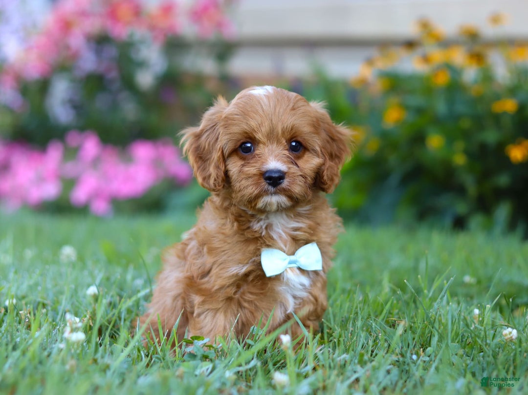 Cavapoo dogs for sale: Cavapoo 4 puppies - Image 1