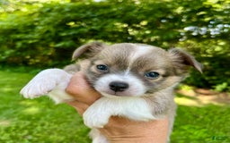 Chihuahua dogs for sale: Case - Image 6