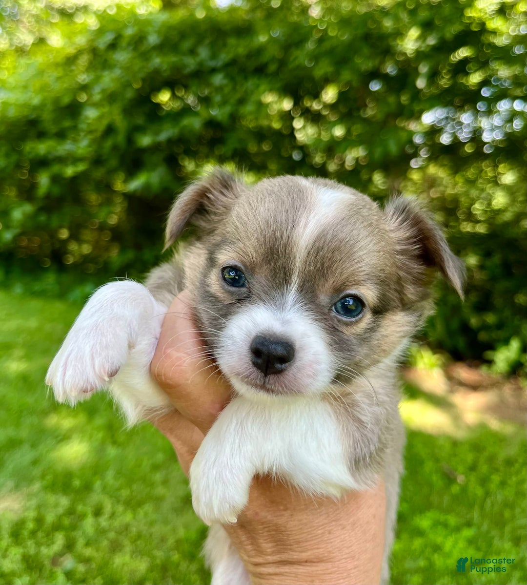 Chihuahua dogs for sale: Case - Image 6