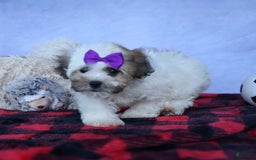 Shihpoo dogs for sale: Scarlett - Image 4